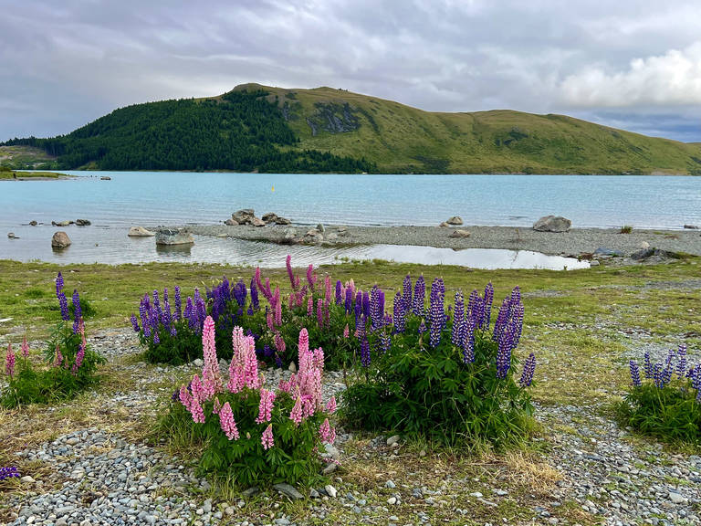 Bloemen bij Lake Tekapo