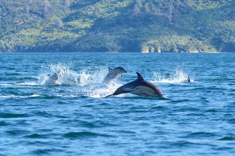 Dolfijnen op Marlborough Sounds