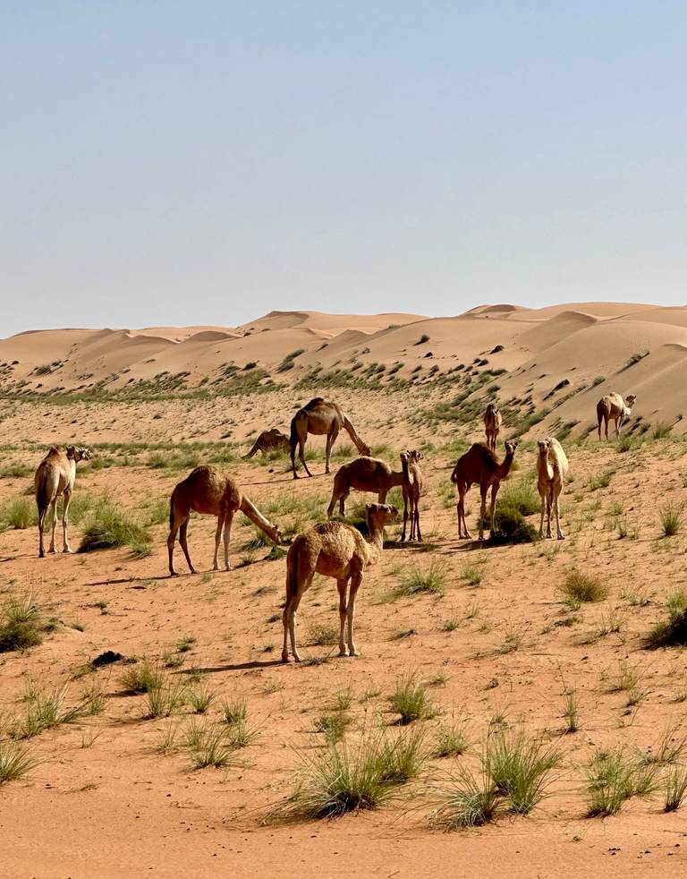 Kamelen in Wahiba Sands