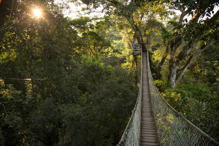 Canopy brug in de Amazone