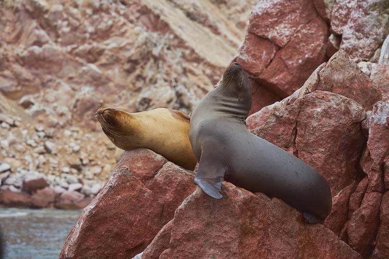 Zeeleeuwen op de Ballestas eilanden