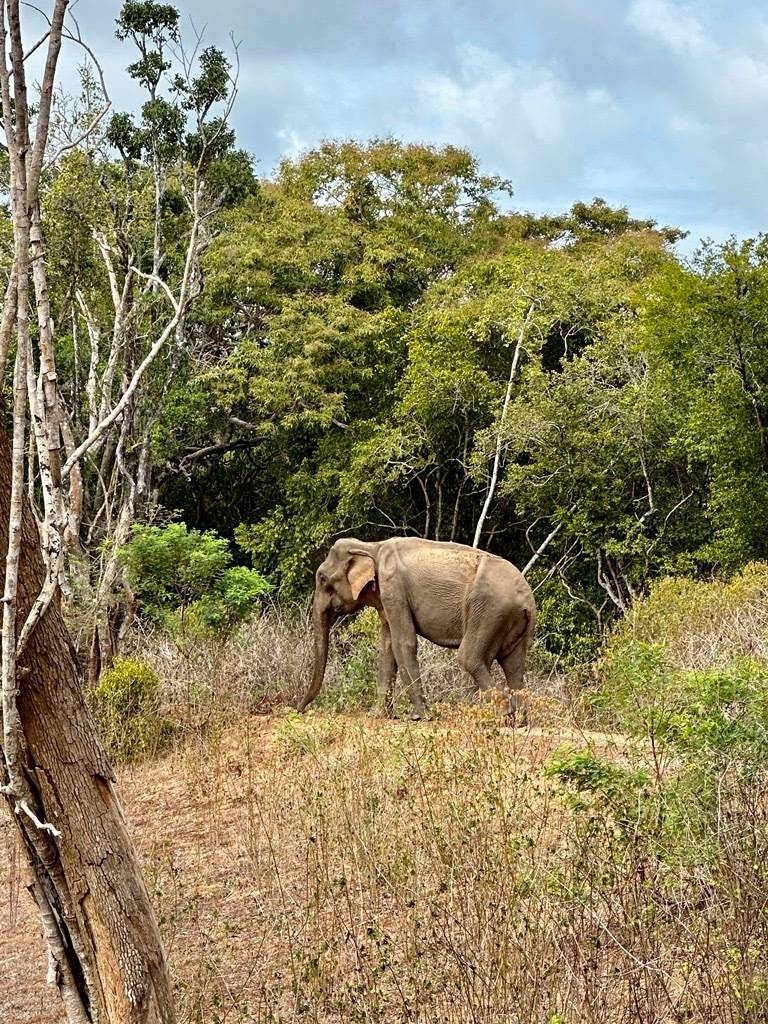 Olifant in Wilpattu National Park