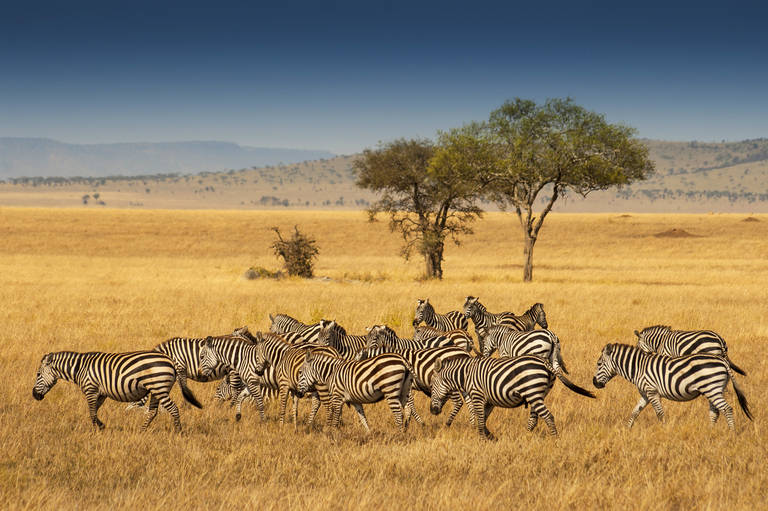 Zebra's op de savanne van Serengeti, Tanzania
