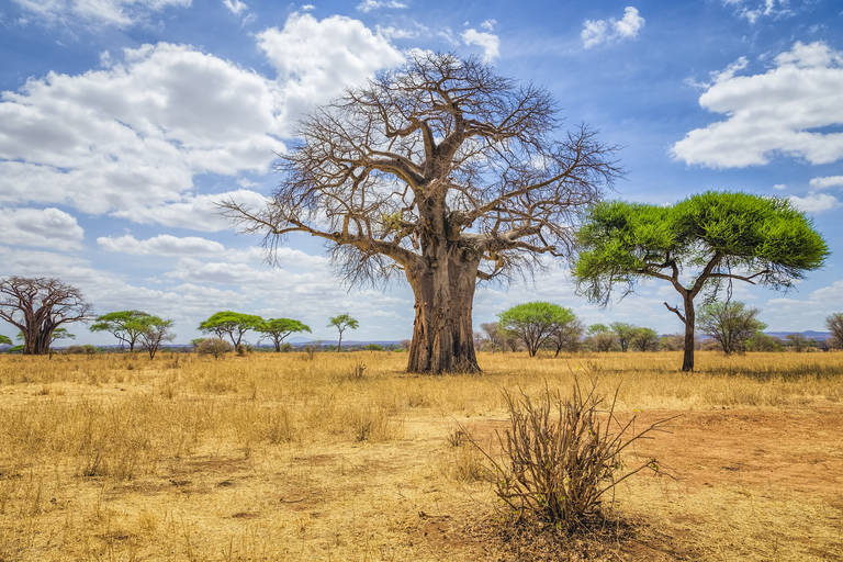 Baobab in Tarangire