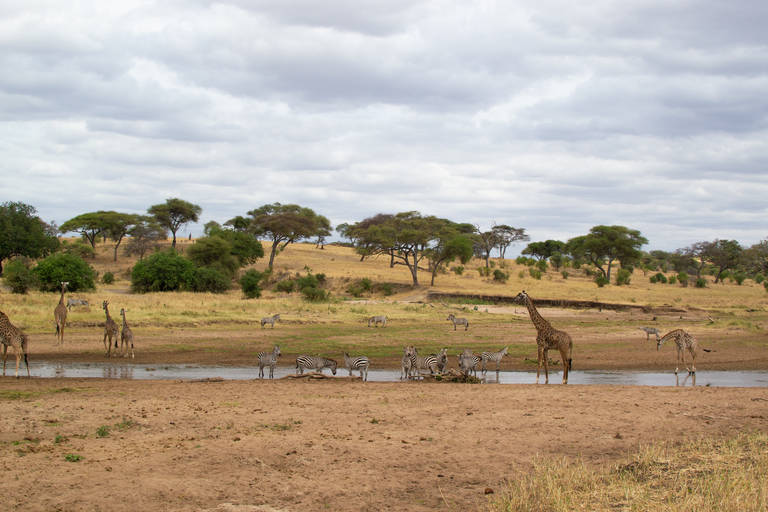 Tarangire National Park