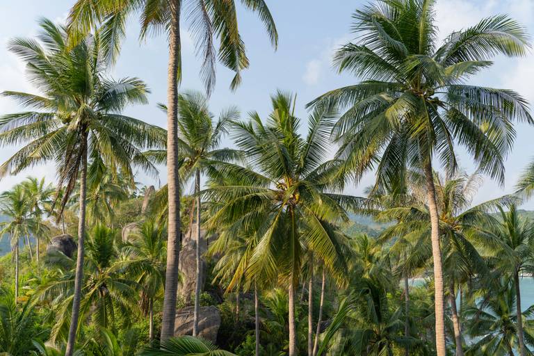 Palmbomen in Thailand