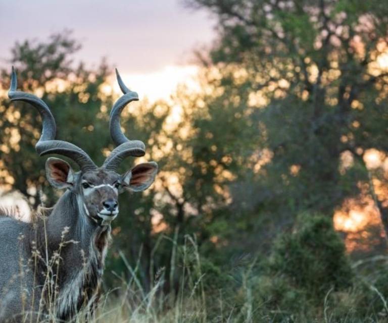 Kudu