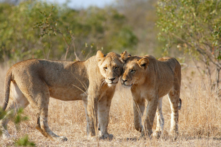 Leeuwen in het Krugerpark