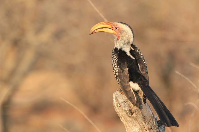 Neushoornvogel in het Krugerpark