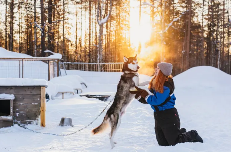 Husky knuffel, Fins Lapland